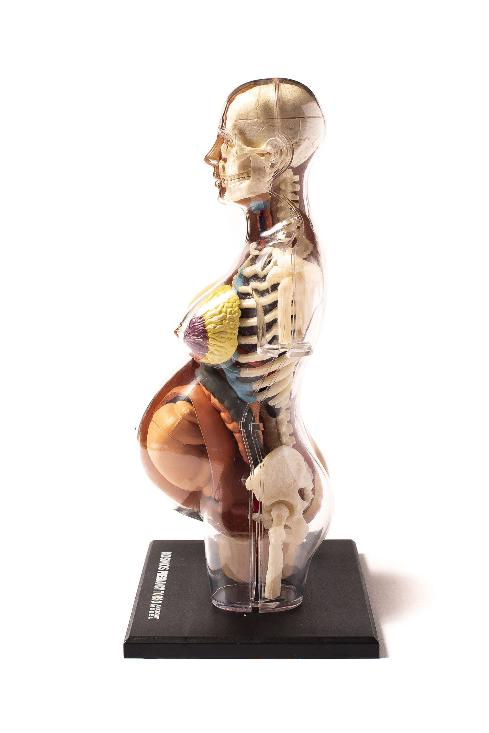 Human Body Pregnancy Anatomy Model - THAMES & KOSMOS