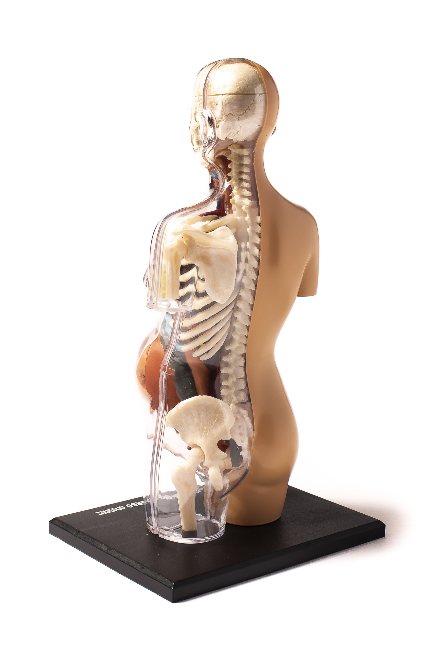 Thames & Kosmos construir su modelo de anatomía humana Embarazo Torso 41 piezas