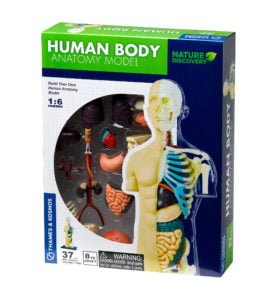 human anatomy