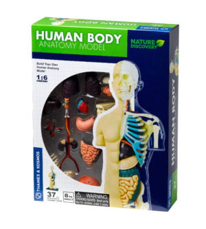 human anatomy body