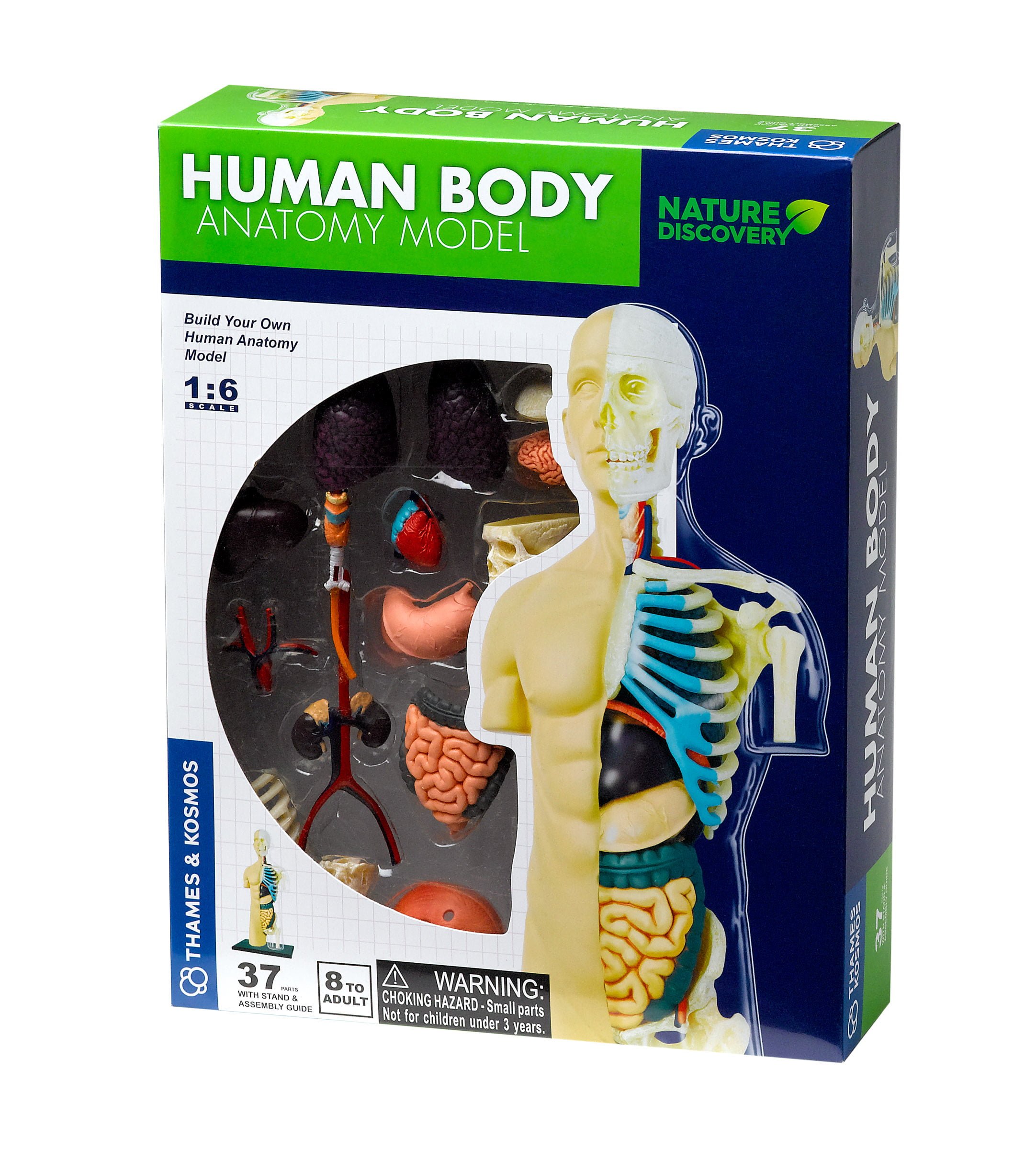 NEW 4D KOSMOS Human Science Anatomy Series HUMAN BODY Model 37 pieces Skeleton 