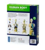 Human Body Anatomy Model - Image 2
