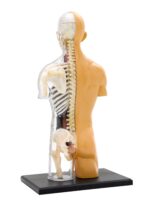 Human Body Anatomy Model - Image 3