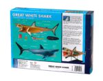 Great White Shark Anatomy Model - Image 2