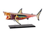 Great White Shark Anatomy Model - Image 3