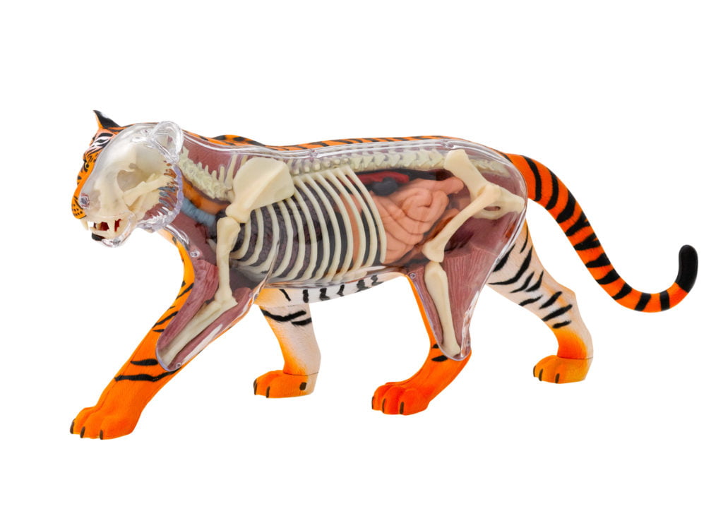 Tiger Anatomy Model - THAMES & KOSMOS