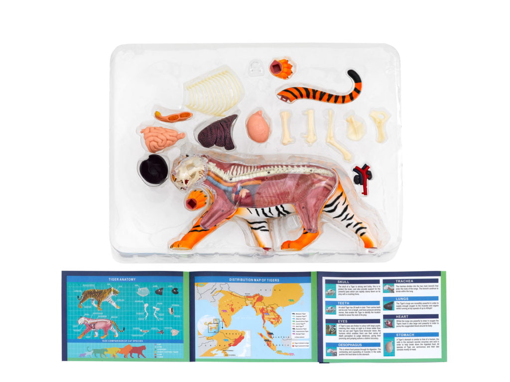 Tiger Anatomy Model - THAMES & KOSMOS