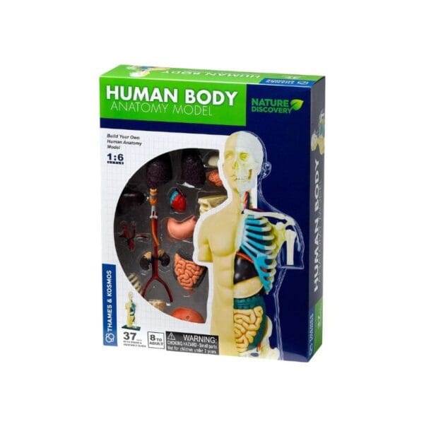 Human Body Anatomy Model - Image 1