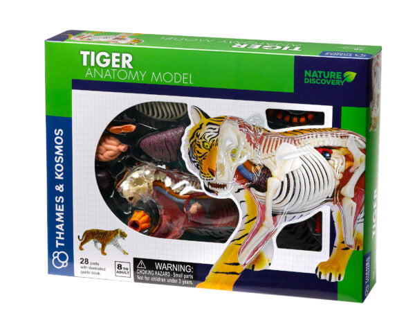 Tiger anatomy