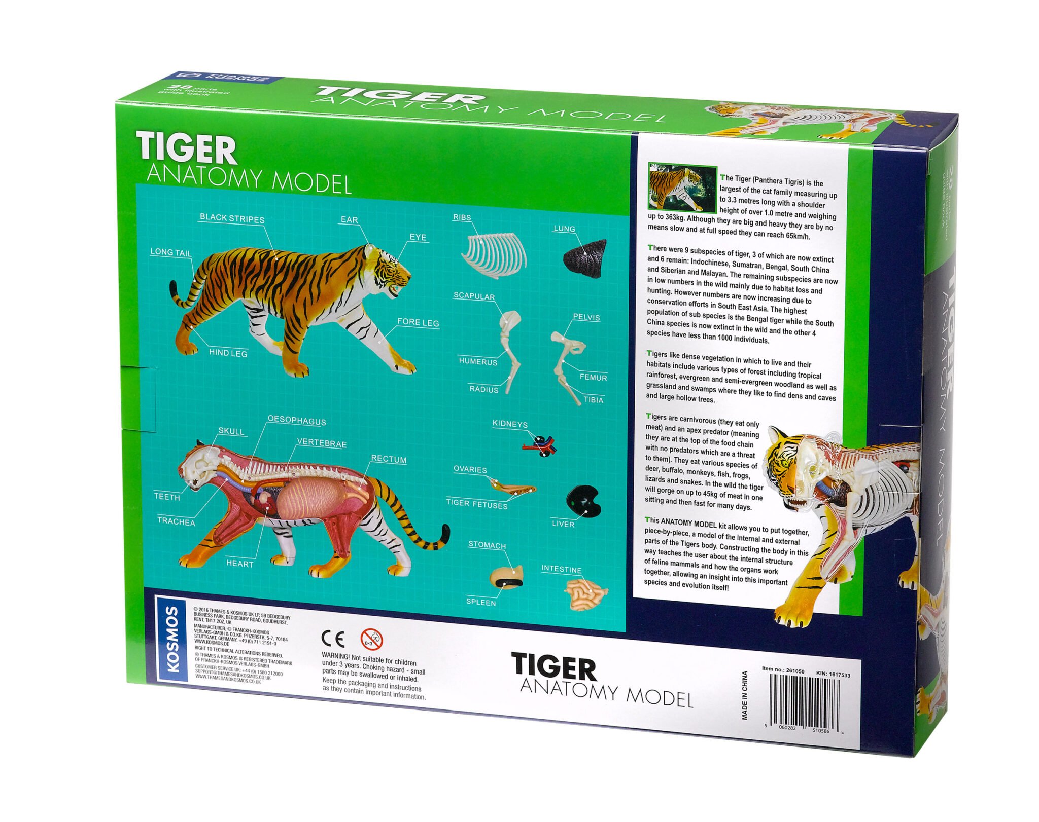 Tiger Anatomy Model THAMES & KOSMOS